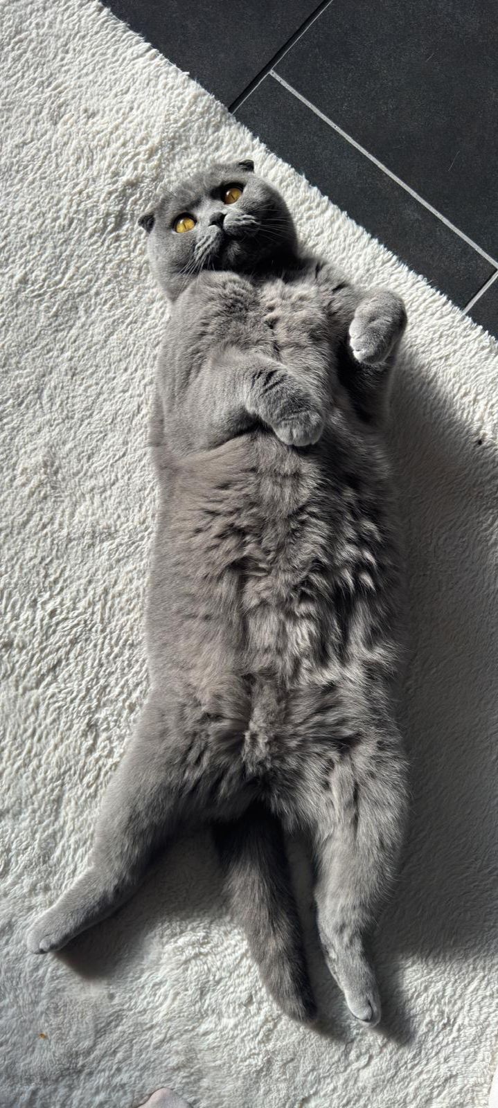 Kiba liegt ausgestreckt auf dem Teppich im Sonnenlicht