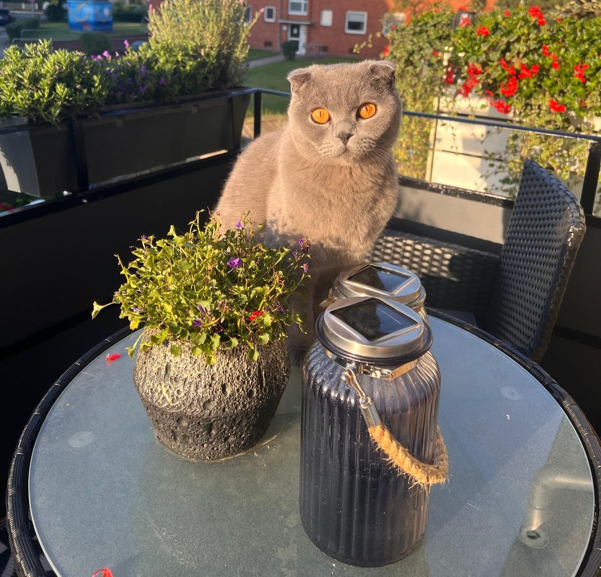 Kiba auf dem Balkon im Abendlicht
